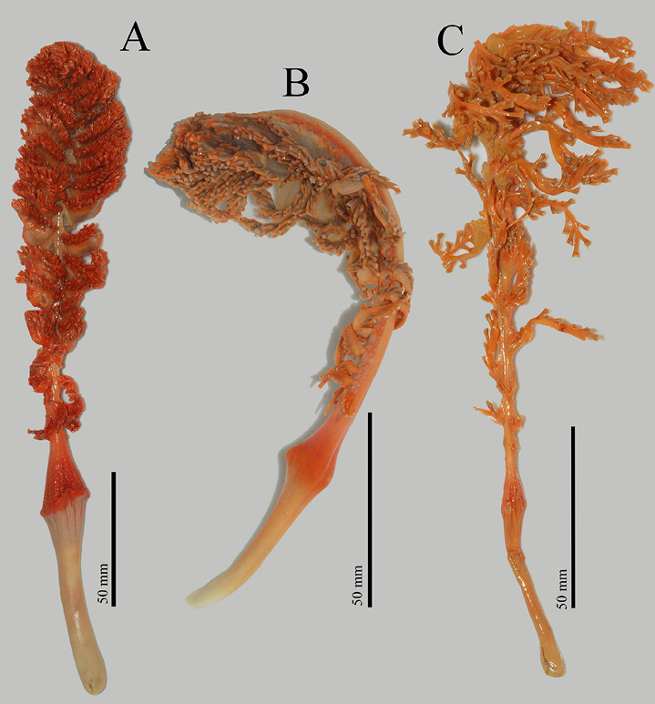figure7