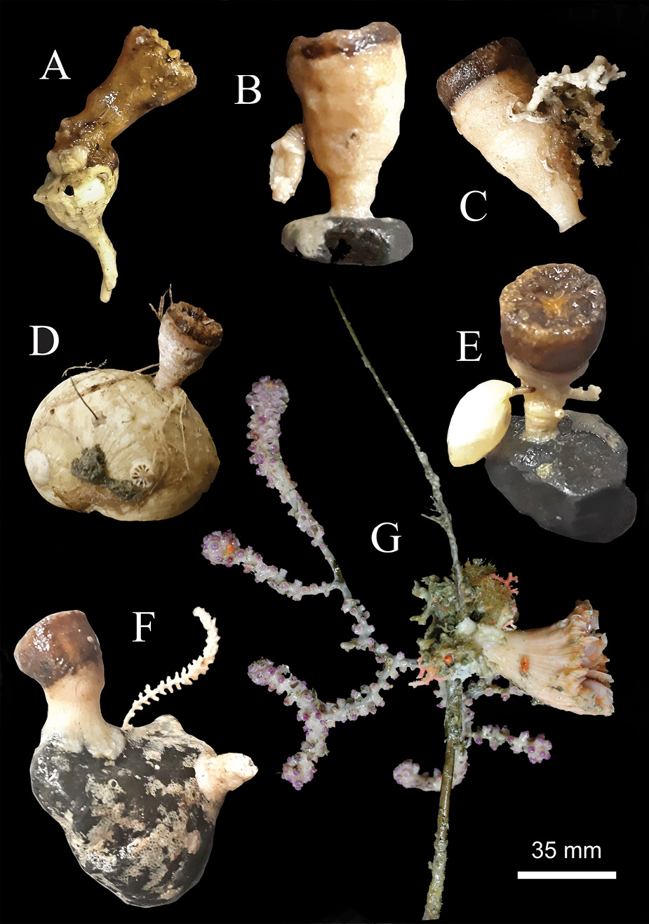 figure4