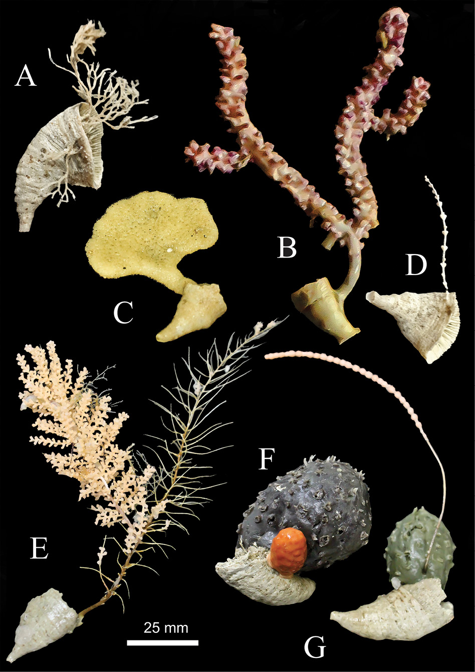 figure5