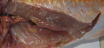stage2b