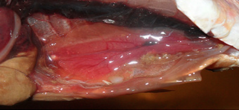 stage4a
