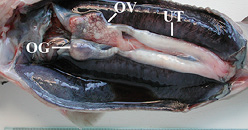 stage2