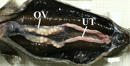stage4b