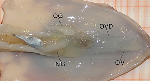 stage2a