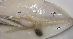 stage2b