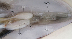 stage3b
