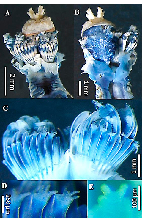 figure4
