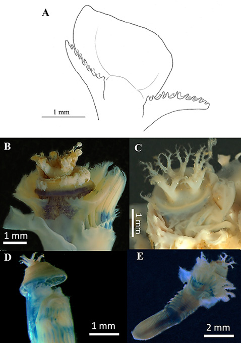 figure5