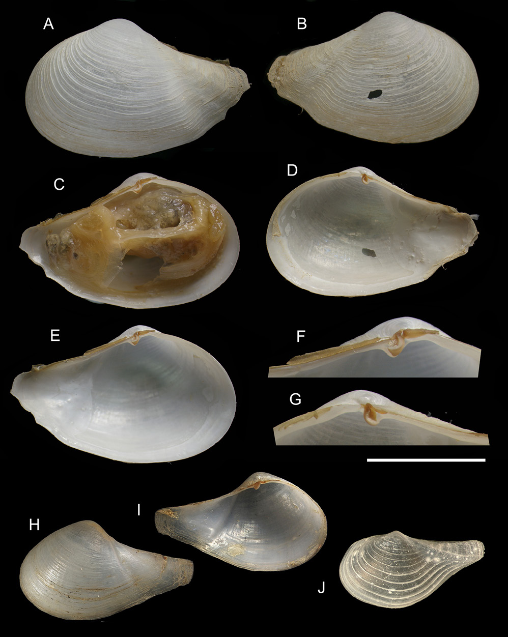 figure6