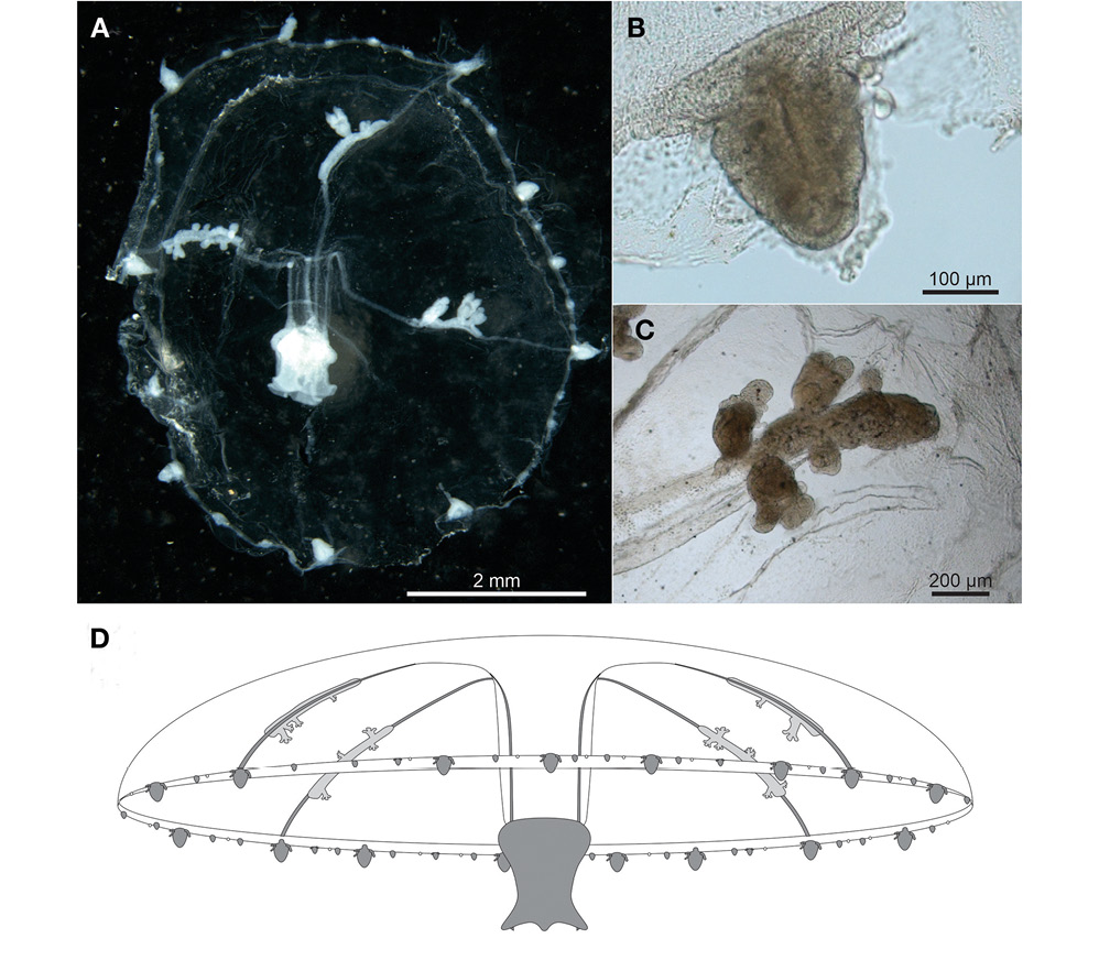 figure4
