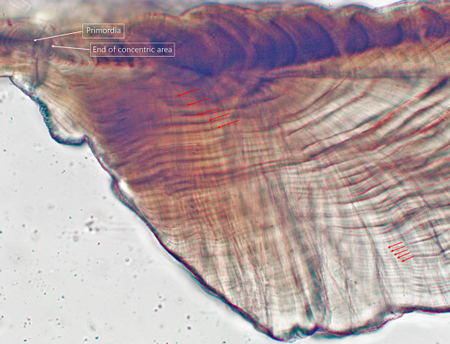 medium/medium-SCIMAR-85-02-e006-gf2.png
