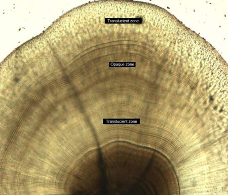 medium/medium-SCIMAR-85-02-e007-gf4.png