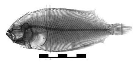 medium/medium-SCIMAR-87-01-e056-gf9.png