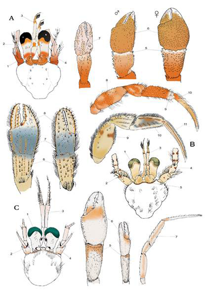 medium/medium-SCIMAR-87-01-e058-gf12.png