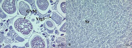 medium/medium-SCIMAR-87-02-e064-gf3.png