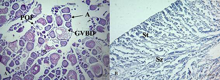 medium/medium-SCIMAR-87-02-e064-gf4.png