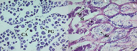 medium/medium-SCIMAR-87-02-e064-gf5.png