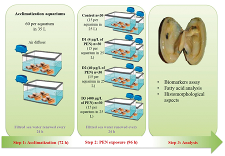 Experimental design of Ruditapes decussatus exposure to Topas.