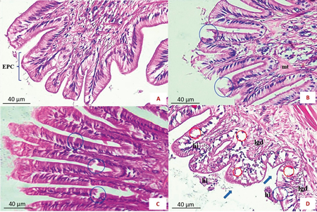 Representative histological sections of the siphons of Ruditapes decussatus control (A) and exposed to different Topas concentrations (B, 4 µg L-1; C, 40 µg L-1; D, 400 µg L-1) after 96 hours of exposure, stained with haematoxylin-eosin. EPC, epithelial cells; mt, muscular tissue; hi, haemocyte infiltration; lgd, lipofuscin granule degradation. Blue circles indicate rupture; red circles indicate vacuolization; arrowheads indicate deformation of epithelial cells. Scale bar=40 μm