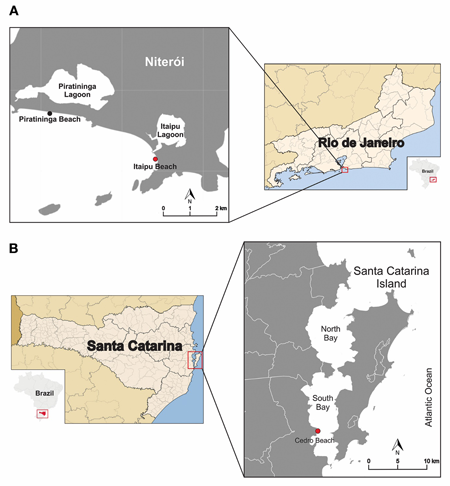 Map showing the mussels' collection sites (red dot) analysed in this study. A - Itaipu Beach in Niterói, RJ, Brazil, from where the wild mussels were collected, and B, Cedro Beach, Santa Catarina, SC, Brazil, where the farmed mussels were collected.
