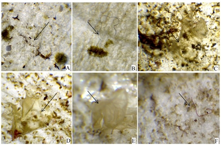 Microplastic particles recovered from wild and cultivated mussels. A, B and F, fibres; C, D and E, films.