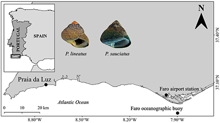 Map showing the location of the collecting site (black box) for the topshells Phorcus lineatus and Phorcus sauciatus on intertidal rocky shores at Praia da Luz in Lagos (Algarve coast, southern Portugal).