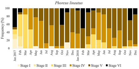 Monthly frequency of gonad maturity stages in Phorcus lineatus during the two-year study period on the Algarve coast, southern Portugal.