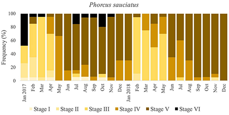 Monthly frequency of gonad maturity stages in Phorcus sauciatus during the two-year study period on the Algarve coast, southern Portugal.