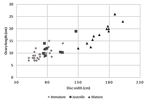 Gráfico de dispersión que muestra la relación entre el ancho del disco y la longitud del ovario en tres etapas de desarrollo representadas por diferentes símbolos.

Descripción generada con IA