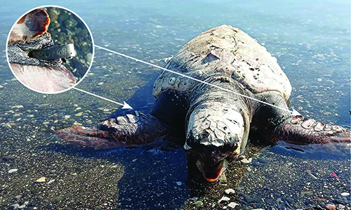Una tortuga marina con un dispositivo de seguimiento en una de sus aletas está en el agua poco profunda cerca de la orilla.

Descripción generada con IA