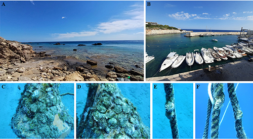 Costa rocosa y puerto con embarcaciones en un día soleado junto a imágenes submarinas de estructuras cubiertas de organismos marinos.

Descripción generada con IA
