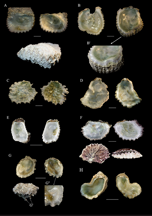 Conchas marinas de diferentes especies mostradas desde varias perspectivas sobre un fondo negro con barras de escala para referencia.

Descripción generada con IA
